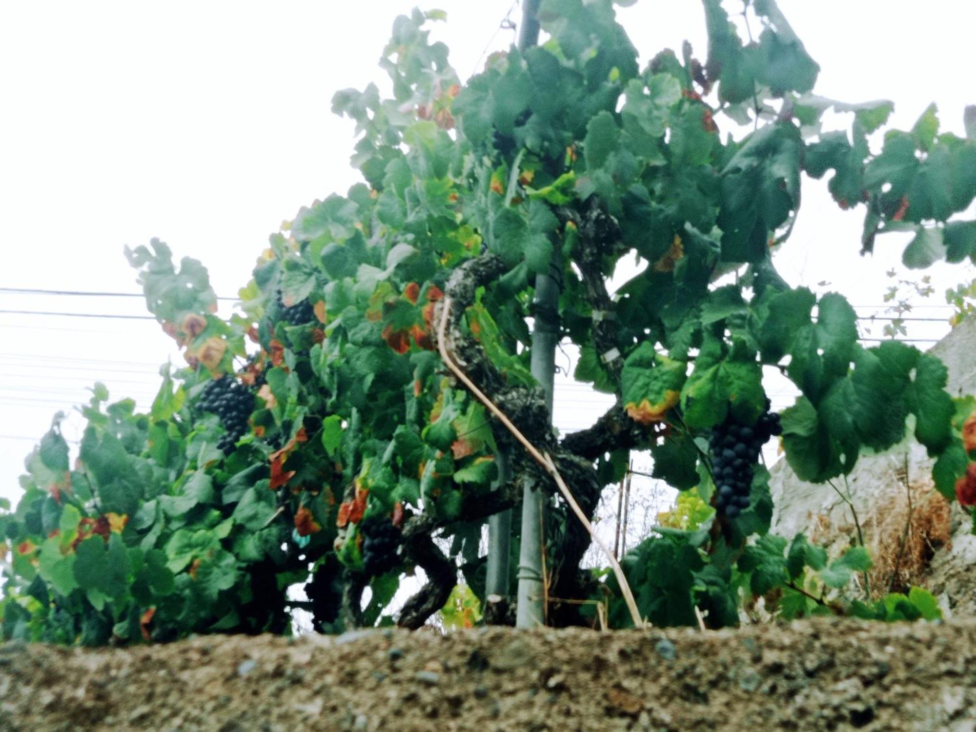 Live La Victoria Carril - Casa Acogedora Y Familiar Con Terraza Completa Villa La Victoria de Acentejo Buitenkant foto