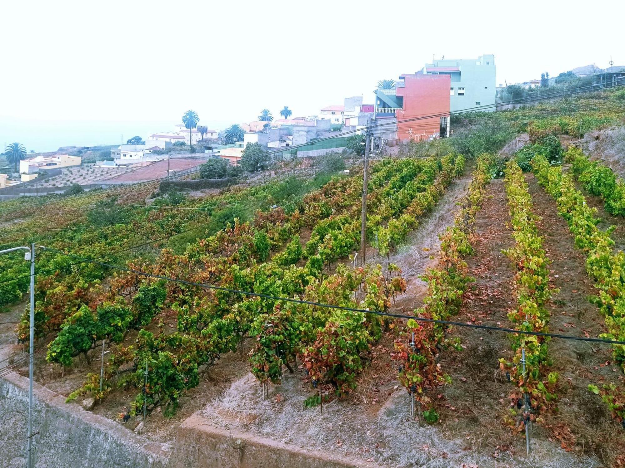Live La Victoria Carril - Casa Acogedora Y Familiar Con Terraza Completa Villa La Victoria de Acentejo Buitenkant foto
